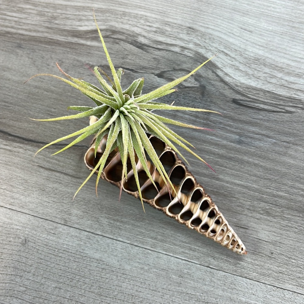 🔆AIR PLANT BUDDY🔆 WITH REAL SEA SHELL HAND MADE AND UNIQUE - Picture 2 of 13